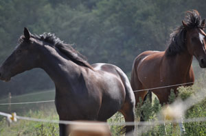 Nell'agriturismo sono presenti anche cavalli, maiali ed animali da pollaio